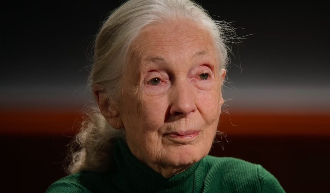 jane goodall